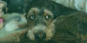 A cautionary ‘tale’ of a $1M dog-day-care founder’s near-exit, and the operational turnaround that changed everything