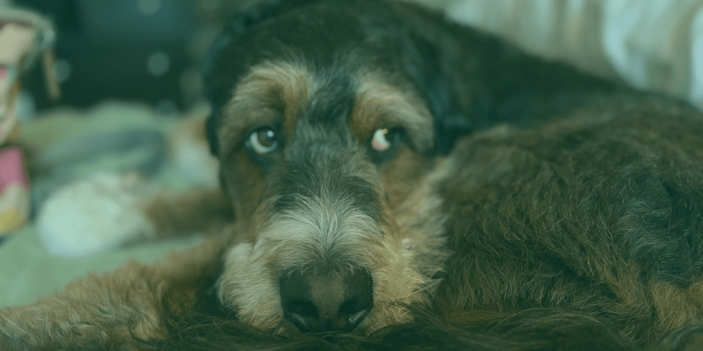 A cautionary ‘tale’ of a $1M dog-day-care founder’s near-exit, and the operational turnaround that changed everything